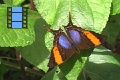 Scene 064_Marpesia corinna on leaf seen from top